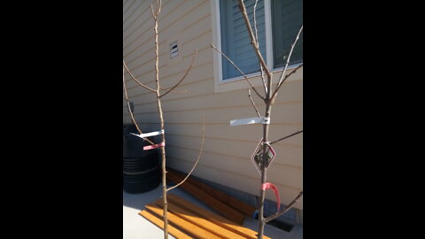 Homesteading #7: Selecting fruit trees