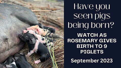 Have you ever seen piglets being born? Watch Rosemary give birth to 9 Piglets