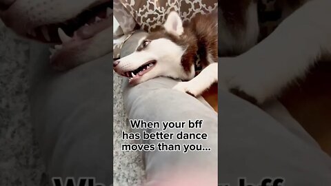When your bff has better dance moves than you…#puppy #husky #rottweiler #shorts