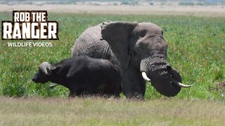 Amboseli Swamps With Buffalo And Elephant | Zebra Plains Safari