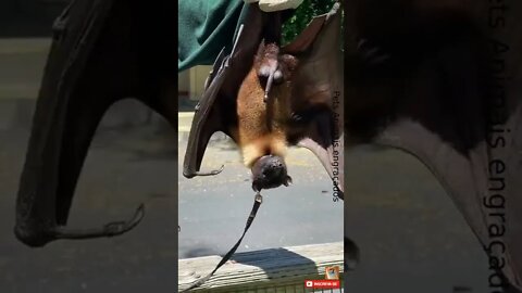 Morcego gigante mais conhecido como morcego raposa #shorts
