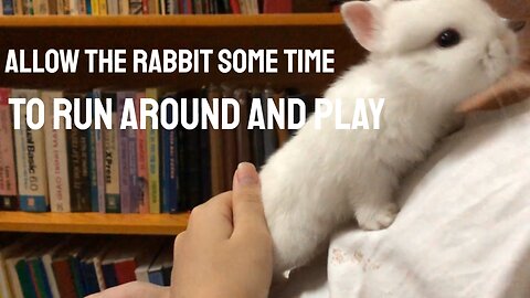 Allow the rabbit some time to run around and play