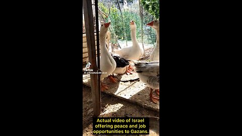 Actual video of Israel offering peace and job opportunities to Gazans.