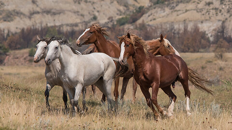 Wild Horses of North Dakota by Karen King