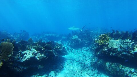 Molasses Reef Sharks on Boxing Day