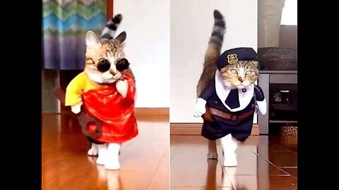 Funny cats Walking 😍 video cute baby cat 🐱