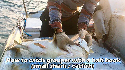 How to catch grouper with a bait hook (small shark / catfish)