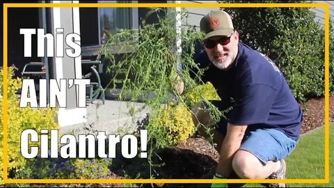 No more WEEDS in your Yard! | Cool Season Lawn - Part 2 | 2020/17