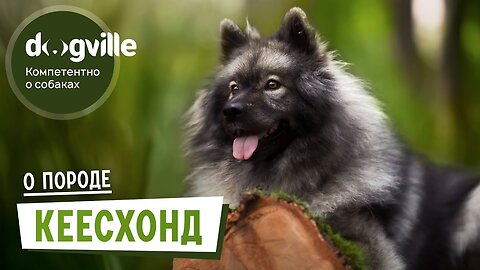 Keeshond – About the breed – How to choose a Keeshond puppy? →