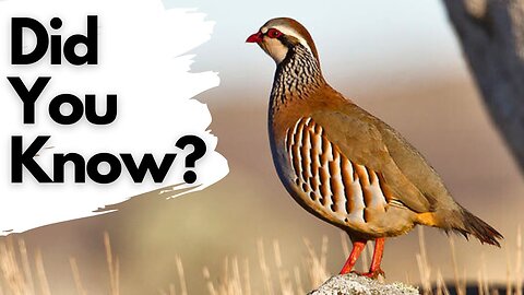 The Red-Legged Partridge!