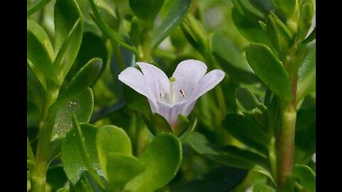 Bacopa, Brahmi (Bacopa monnieri)