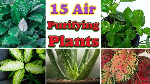 Air purifying plants | 15 best air purifying plants for home