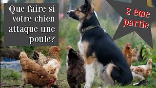 PARTIE 2 Que faire si votre chien attaque une poule