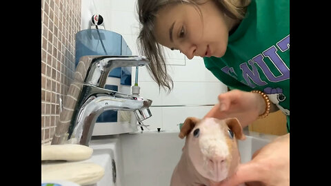 Maria Ryabhuskina Washing And Taking Care Of Her Pet | Skinny Pig Mini Vlog