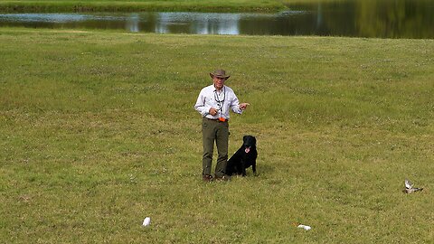 Teaching your Dog to Look where you want him to look w Bill Hillmann (Duck added)