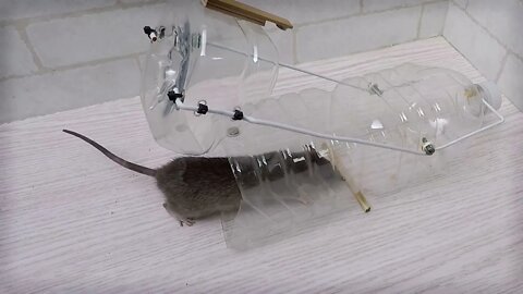 Armadilha para ratos com garrafa de água