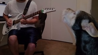 Dog sings the blues with guitar-playing owner