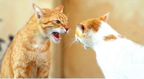 Funny Cats Arguing - Cats Talking To Each Other Compilation || NEW HD