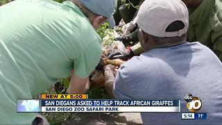 San Diegans track African giraffes
