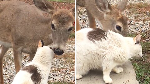 Extremely Friendly Deer Lovingly Gives Kitty A Bath