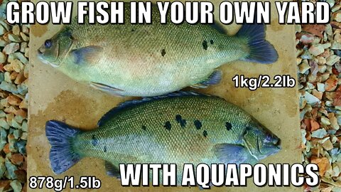 🐟Aquaponics FISH🐟 Learn How To Grow Your Own