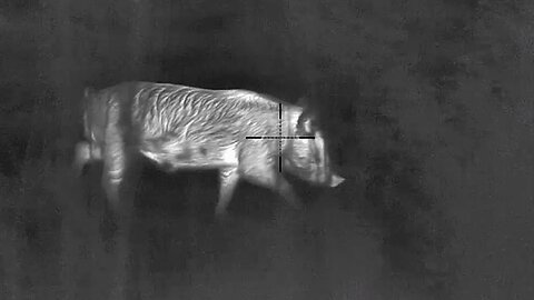 Flying Feral Pigs Bowled Over Flat Out with a Bolt Action Rifle and Thermal Scope