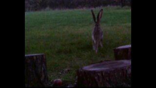 Rabbit Sniffing and Hopping Around!