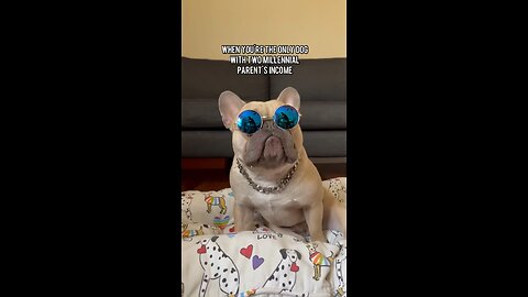 Dual Income No Kids With a Dog | Mochi The French Bulldog