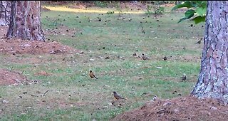 Lots of American Robins and other birds visited my yard today.