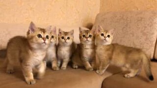 5 chatons sont fascinés par le même jouet