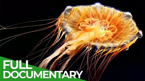 Vicious Beauties - The Secret World of the Jellyfish | Free Documentary Nature