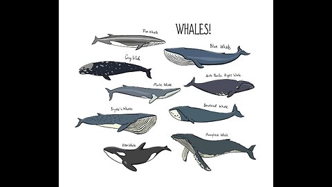 Slideshow show tribute to Whales 🐋 .
