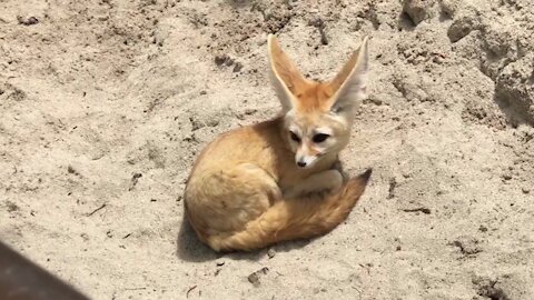 Fennec fox, 사막여우