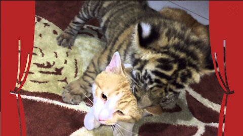 The tiger really wants to befriend the cat