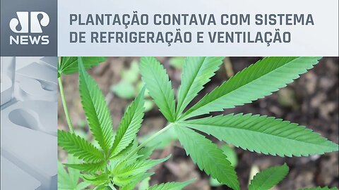 Polícia Militar encontra estufa de maconha em casa de alto padrão no RJ