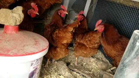 Chickens After Snow