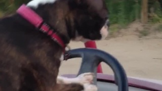 Boston Terrier demonstrates driving skills