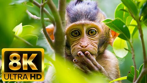 MONKEYS & PRIMATES - 8K (60FPS) ULTRA HD - With Inspiring Cinematic Music (Colorfully Dynamic)