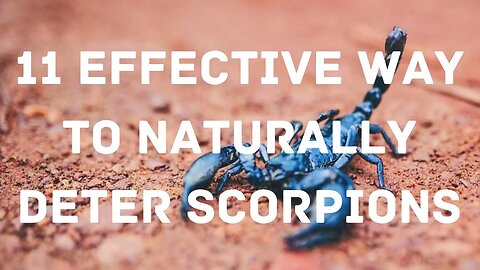 11 way to Naturally Deter Scorpions | How to Naturally Deter Scorpions - Daily Needs Studio