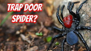How Deadly Is The Mouse Spider!