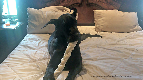 Happy Great Dane Enjoys Jumbo Bone in Bed