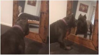 Dog sees its reflection in the mirror for the first time