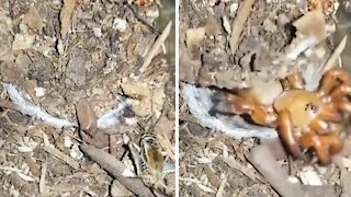 Trapdoor spider seizes insect in a split second