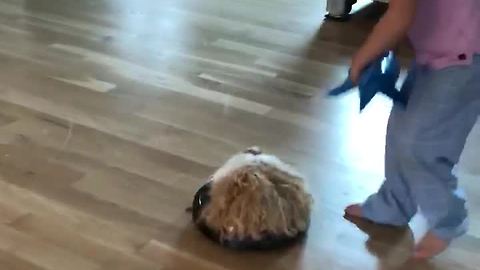 Guinea Pig goes on thrilling Roomba ride