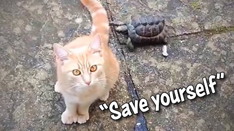 CAT VS TURTLE