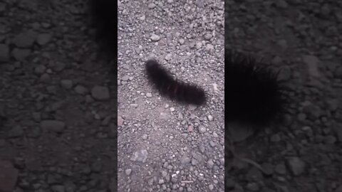 Black Woolly Bear Caterpillar