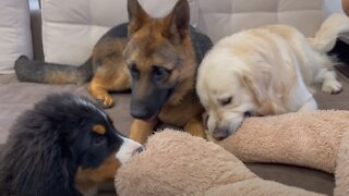 Golden Retriever doesn't want to share his big toy with friend's puppies!