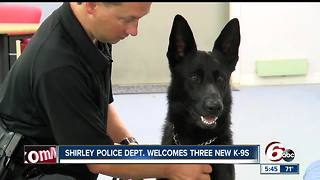 Three new K-9s welcomed to the Shirley Police Department