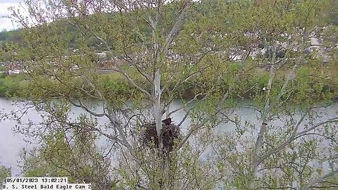 USS Bald Eagle Cam 2 5-1-23 @ 13:02:11 Duckling jumps off nest and Irvin follows.