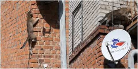 Missione Impossibile: gatto scavalca il muro di un edificio